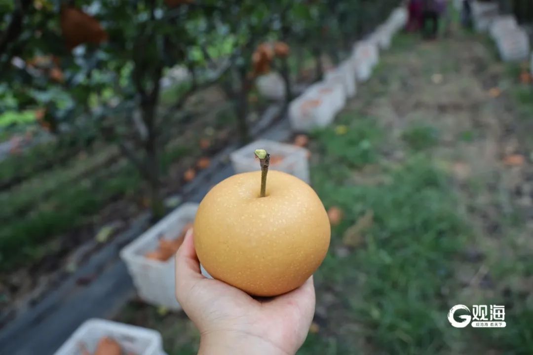 价格降了！一个重达两斤多！青岛人超爱的它正大量上市……