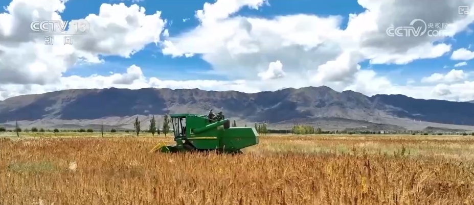 从高原农田到全球餐桌 小藜麦“花”式上新串起大产业