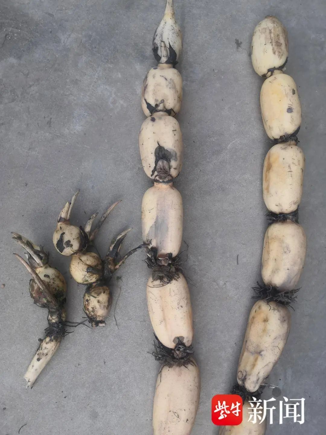 喷错农药!300亩莲藕缩成“糖葫芦” 喷错农药!300亩莲藕缩成“糖葫芦”