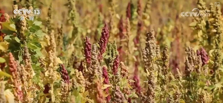 从高原农田到全球餐桌 小藜麦“花”式上新串起大产业