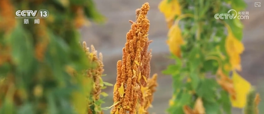 从高原农田到全球餐桌 小藜麦“花”式上新串起大产业