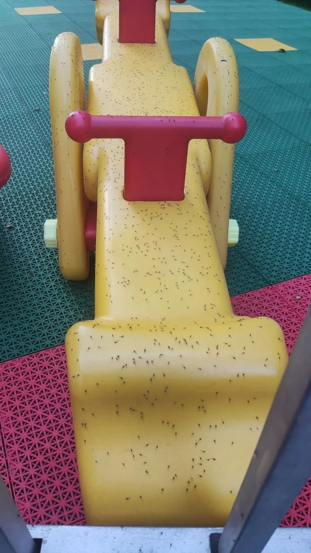 东北多地“小飞虫”泛滥，专家：不是“小咬”