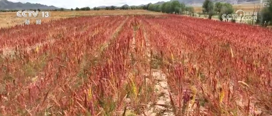 从高原农田到全球餐桌 小藜麦“花”式上新串起大产业