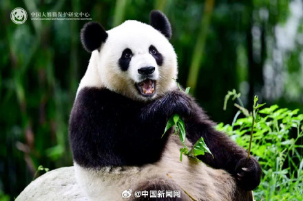 大熊猫安安可可到香港啦 大熊猫安安可可到香港啦