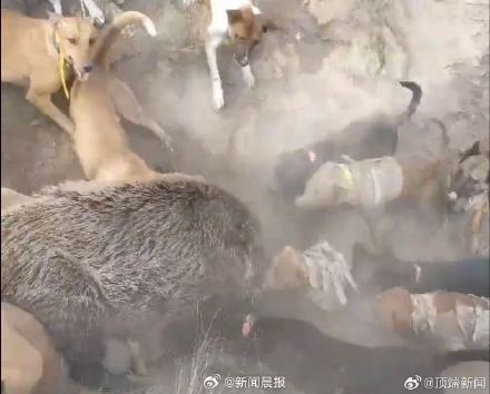 野猪泛滥已危害全国26省份 万一遇野猪怎么办？