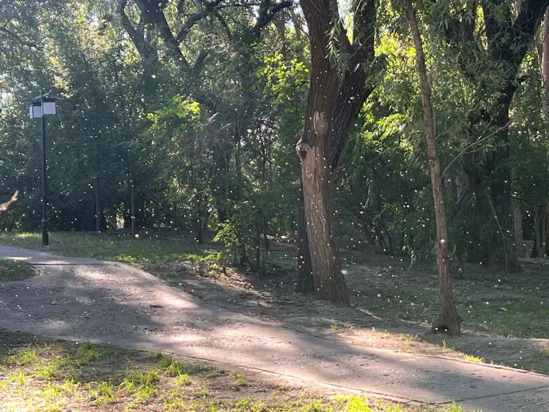 东北多地“小飞虫”泛滥，专家：不是“小咬”