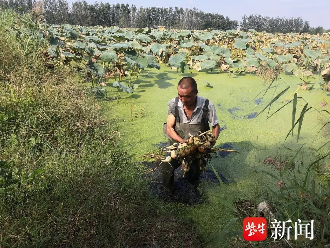 喷错农药!300亩莲藕缩成“糖葫芦” 喷错农药!300亩莲藕缩成“糖葫芦”