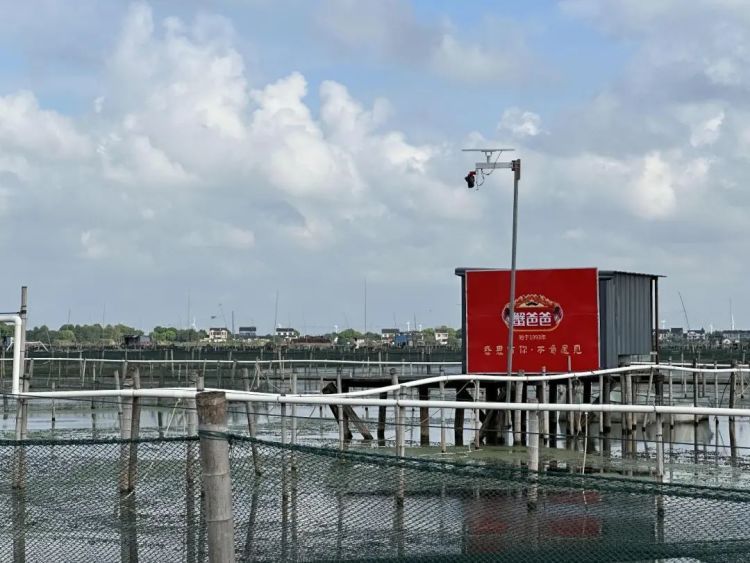 阳澄湖大闸蟹开捕,蟹农:目前成熟率约30%!警惕“预售诈骗” 阳澄湖大闸蟹开捕,蟹农:目前成熟率约30%!警惕“预售诈骗”