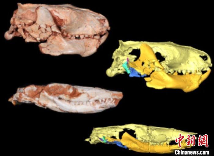 哺乳动物下颌关节如何起源？2.25亿年前化石研究有新发现