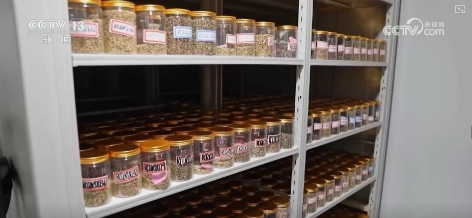 从高原农田到全球餐桌 小藜麦“花”式上新串起大产业