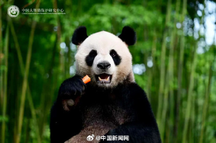 大熊猫安安可可到香港啦 大熊猫安安可可到香港啦