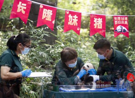 广州长隆大熊猫幼崽“妹猪”喜迎百日