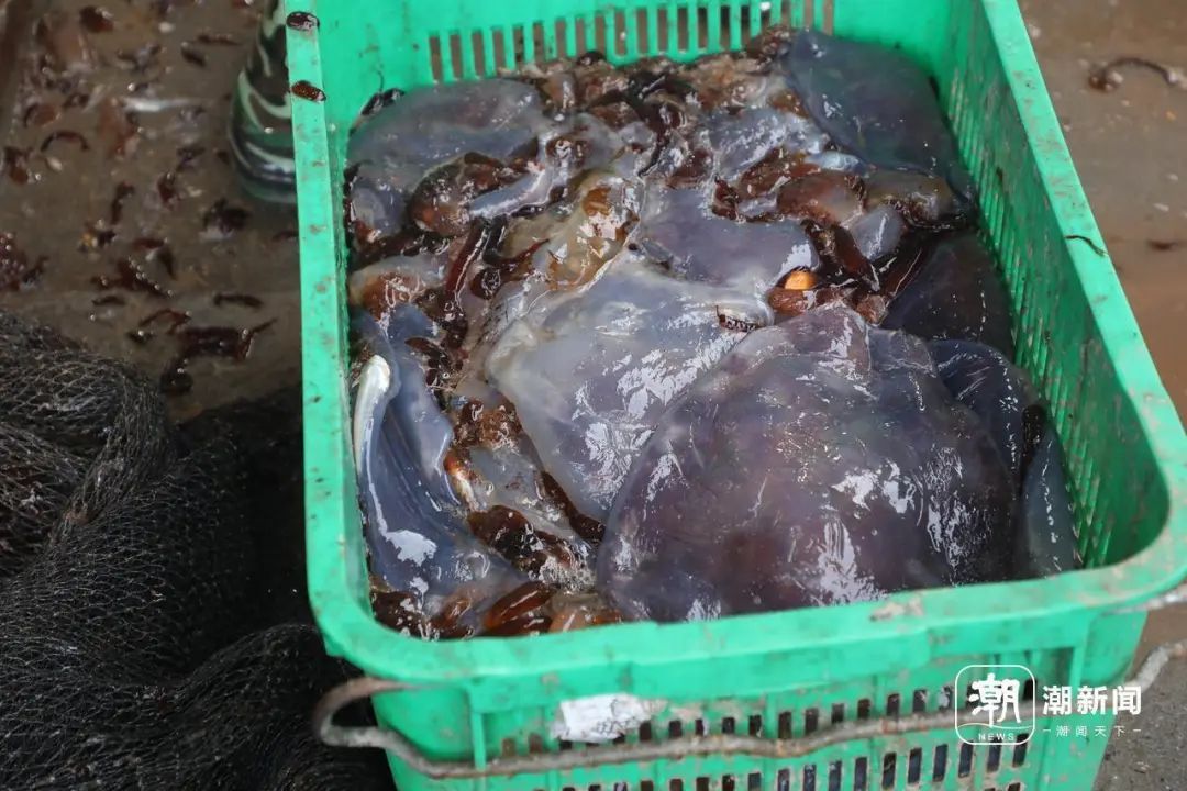 抓不完！一发电厂遭"海蜇危机" 已抓21万斤