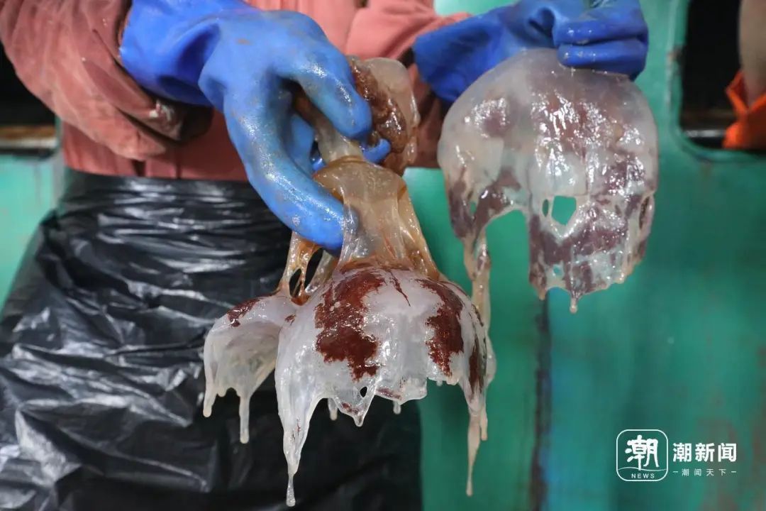 抓不完！一发电厂遭"海蜇危机" 已抓21万斤