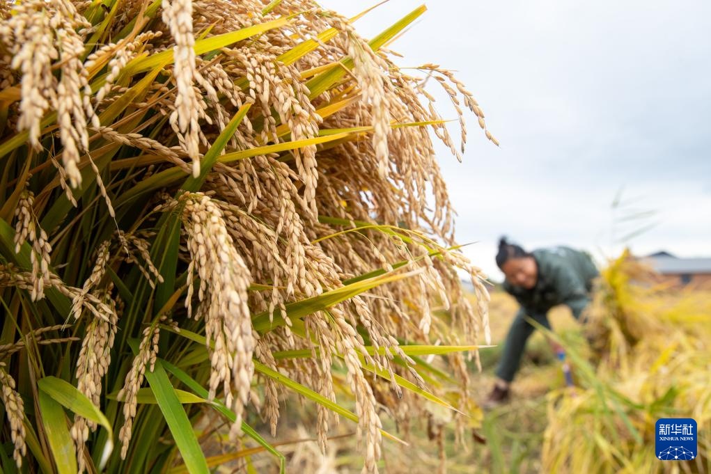 文化中国行&middot;传统村落人文影像志｜黑龙江上官地村——一个建在火山岩上的“稻田村”
