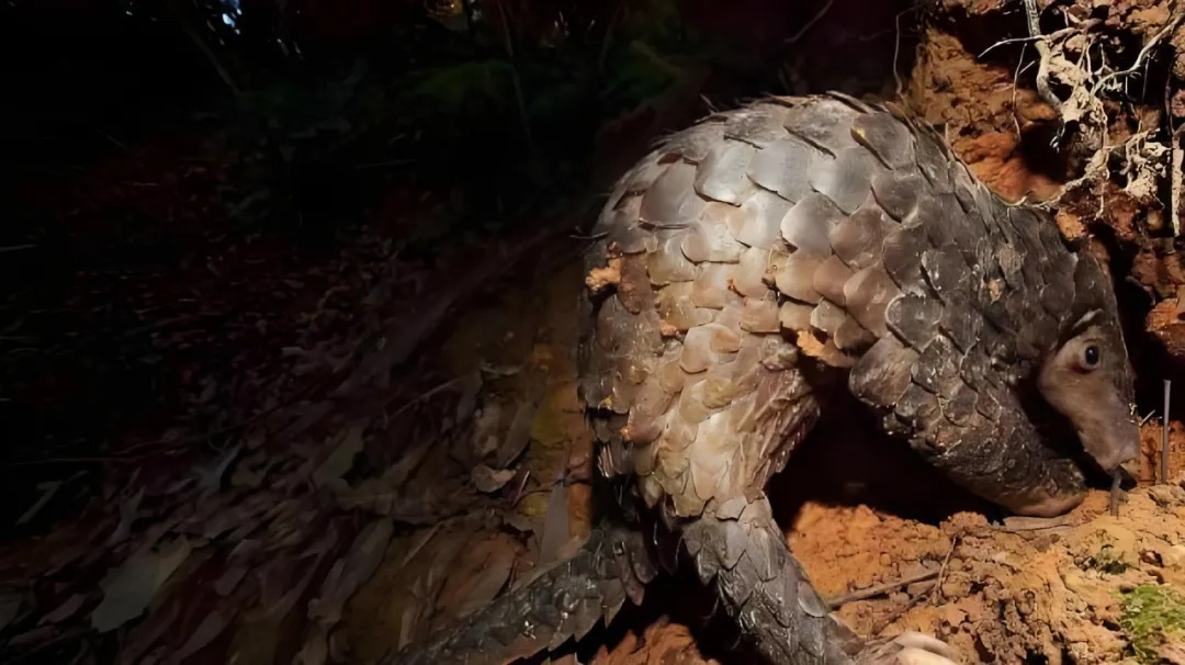 极度濒危,这里101个洞穴被发现 极度濒危,这里101个洞穴被发现