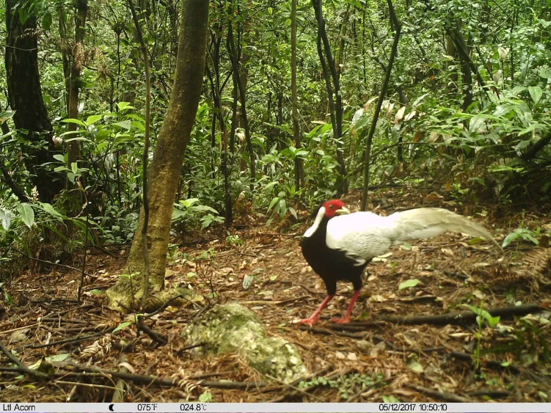极度濒危,这里101个洞穴被发现 极度濒危,这里101个洞穴被发现