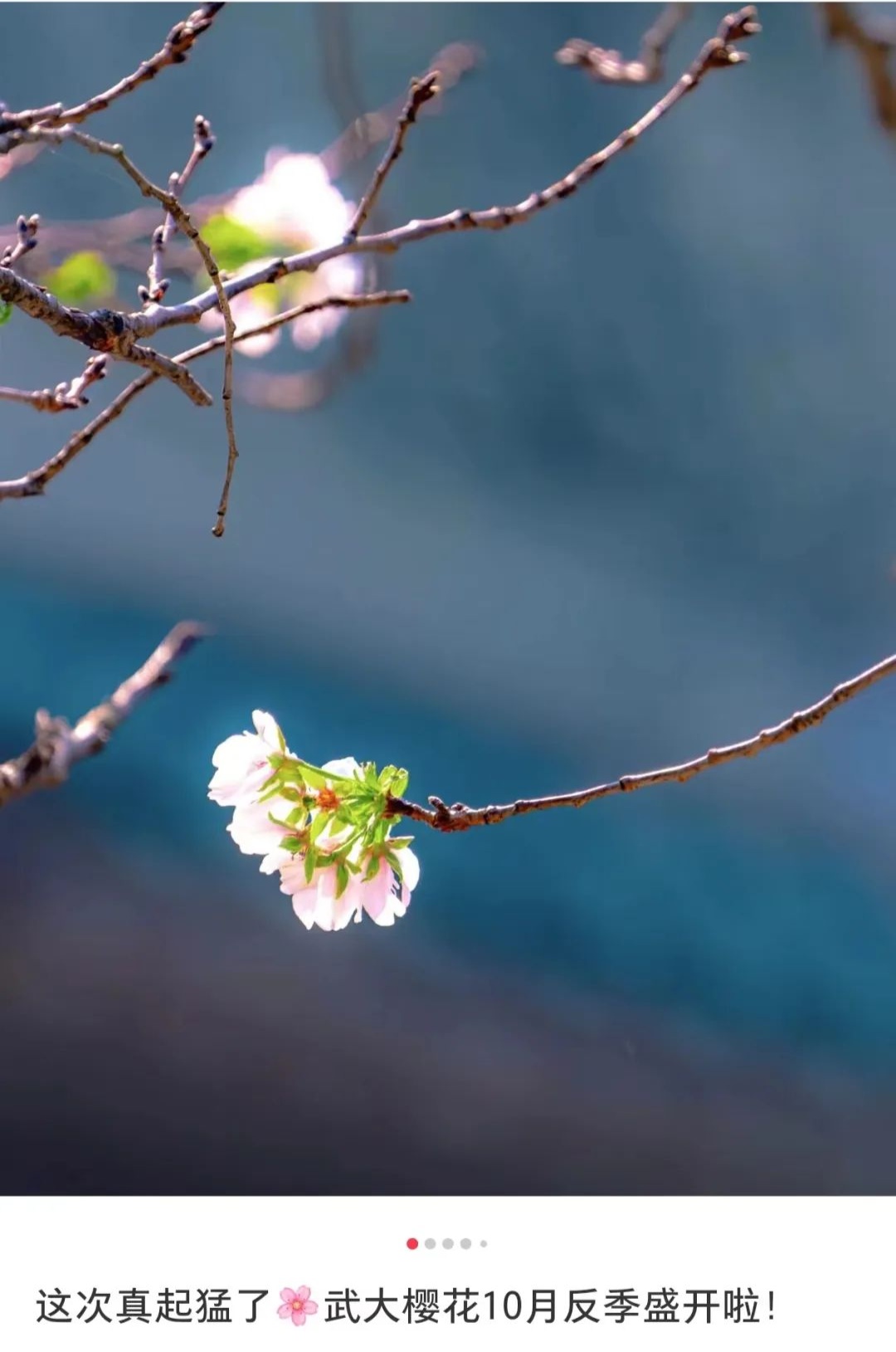 武大樱花突然开了！好多人拍照