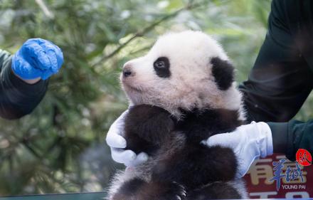 广州长隆大熊猫幼崽“妹猪”喜迎百日