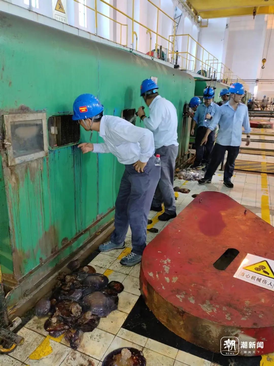 抓不完！一发电厂遭"海蜇危机" 已抓21万斤