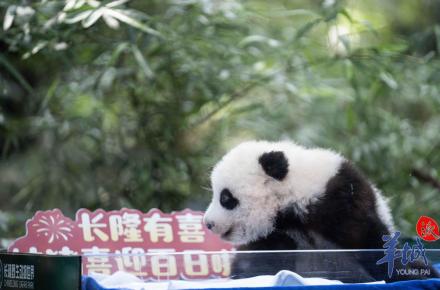 广州长隆大熊猫幼崽“妹猪”喜迎百日