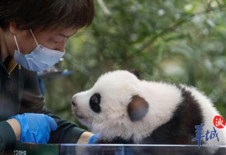 广州长隆大熊猫幼崽“妹猪”喜迎百日