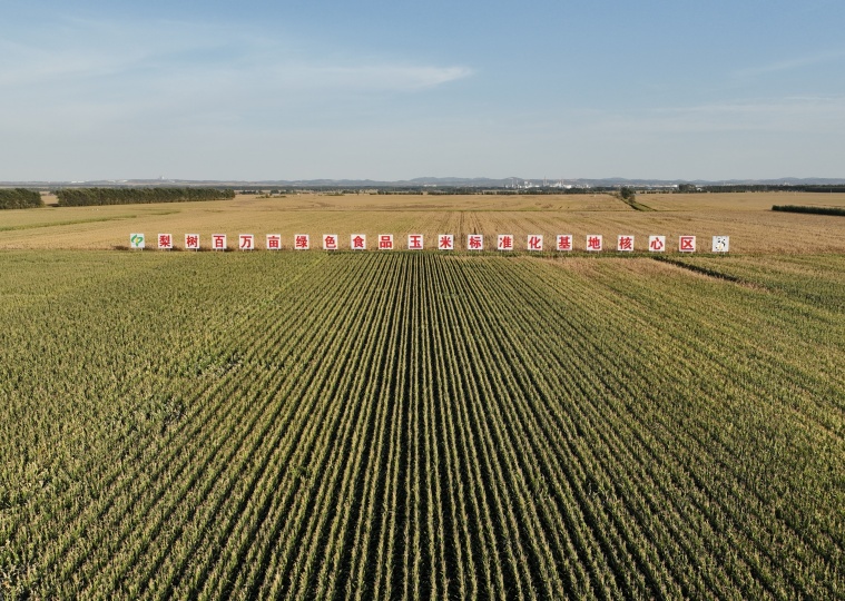 稻花香里说丰年 | “梨树模式”为黑土粮仓绘就丰收画卷