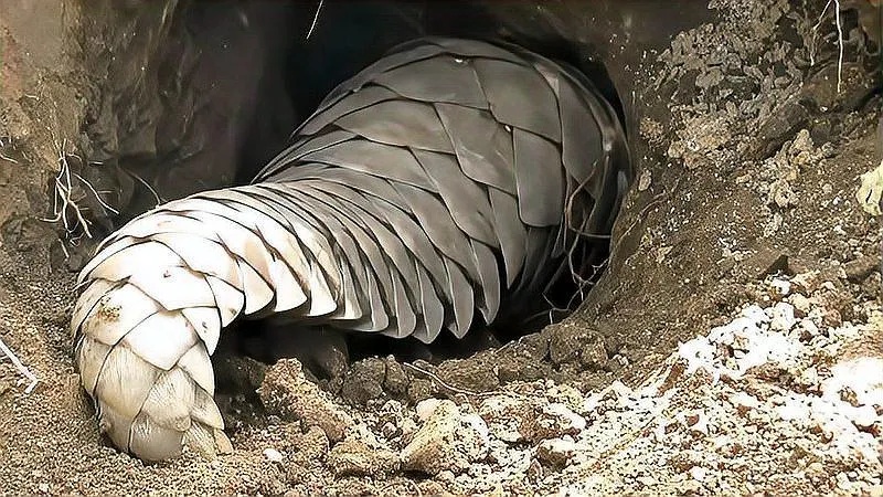 极度濒危,这里101个洞穴被发现 极度濒危,这里101个洞穴被发现