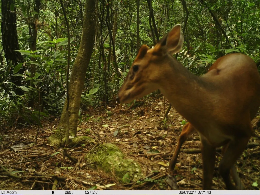 极度濒危,这里101个洞穴被发现 极度濒危,这里101个洞穴被发现