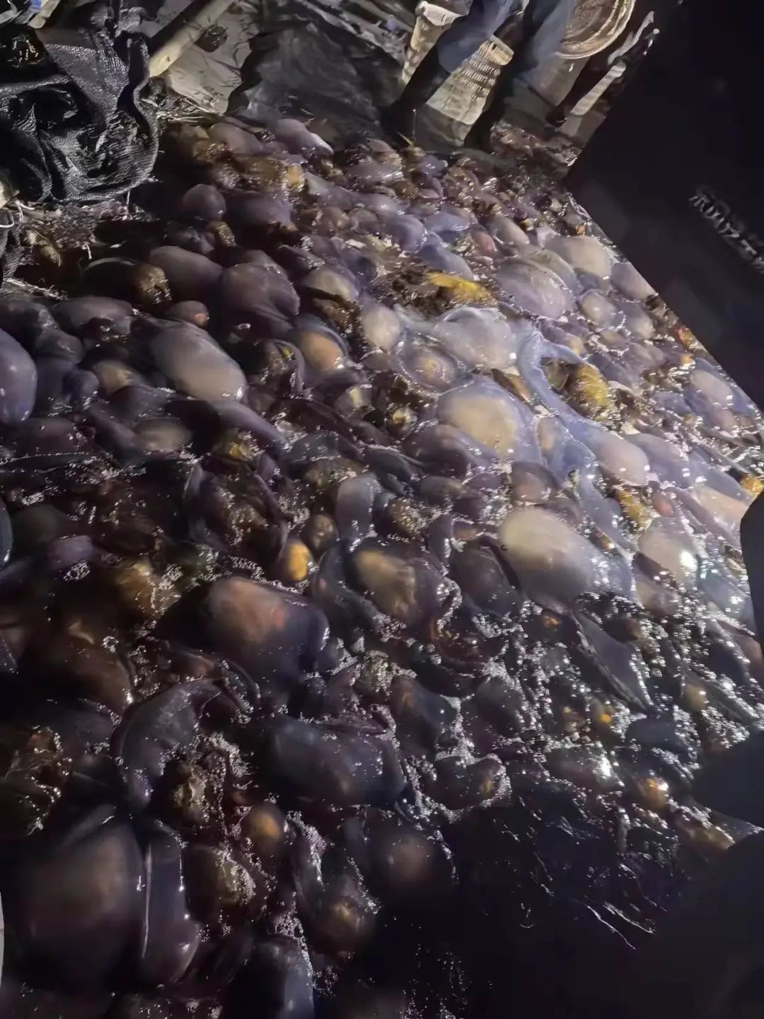 抓不完！一发电厂遭"海蜇危机" 已抓21万斤