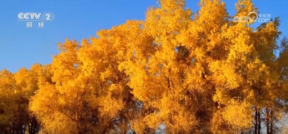 新疆北部多地秋色渐浓 近30万亩野生胡杨林换“金装”美轮美奂 新疆北部多地秋色渐浓 近30万亩野生胡杨林换“金装”美轮美奂