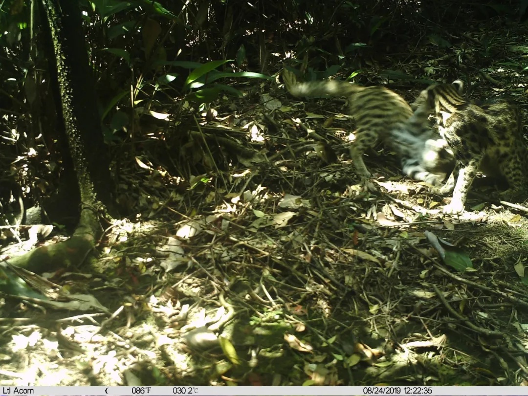 极度濒危,这里101个洞穴被发现 极度濒危,这里101个洞穴被发现