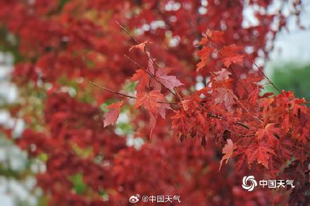 秋天来了！北京官宣9月20日正式入秋 较常年偏晚一周