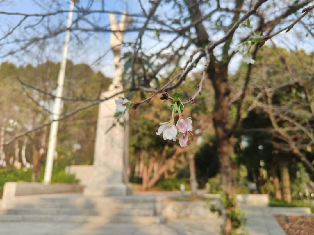 武大樱花突然开了！好多人拍照