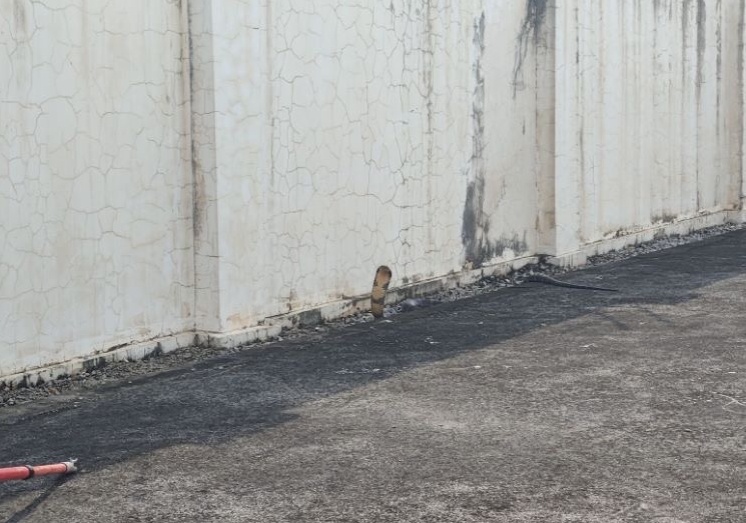 男子突然被吓醒!一条3米长眼镜王蛇正盯着他 男子突然被吓醒!一条3米长眼镜王蛇正盯着他