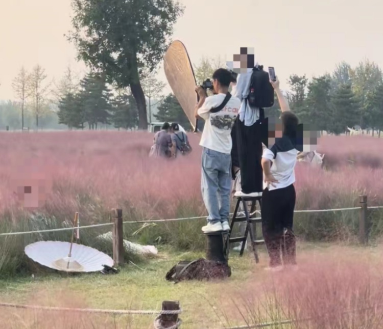 游客躺粉黛草丛拍照无视保安劝阻，公园：不允许随意踩踏