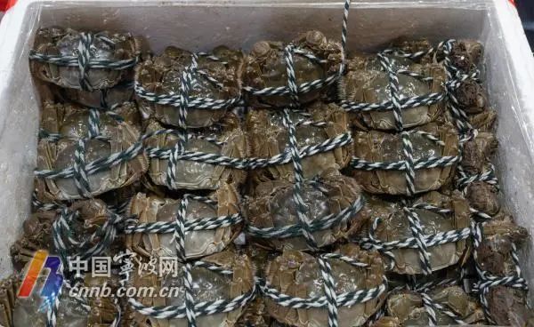 假期临近,梭子蟹、大闸蟹、青蟹批发价终于便宜了! 假期临近,梭子蟹、大闸蟹、青蟹批发价终于便宜了!
