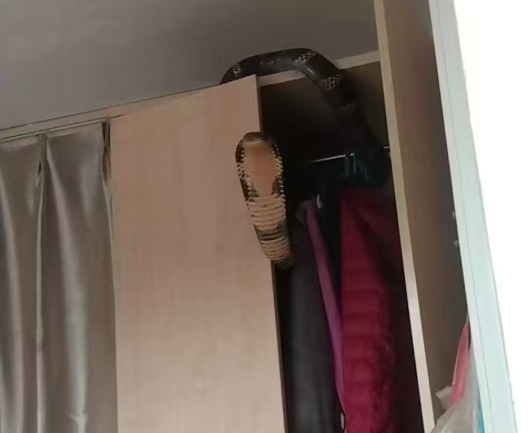 男子突然被吓醒!一条3米长眼镜王蛇正盯着他 男子突然被吓醒!一条3米长眼镜王蛇正盯着他