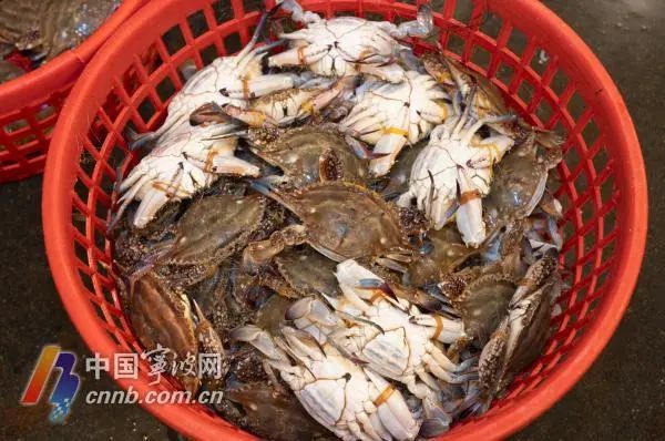 假期临近,梭子蟹、大闸蟹、青蟹批发价终于便宜了! 假期临近,梭子蟹、大闸蟹、青蟹批发价终于便宜了!