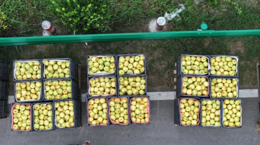 好品中国丨金秋“丰”景,与“梨”相约 好品中国丨金秋“丰”景,与“梨”相约