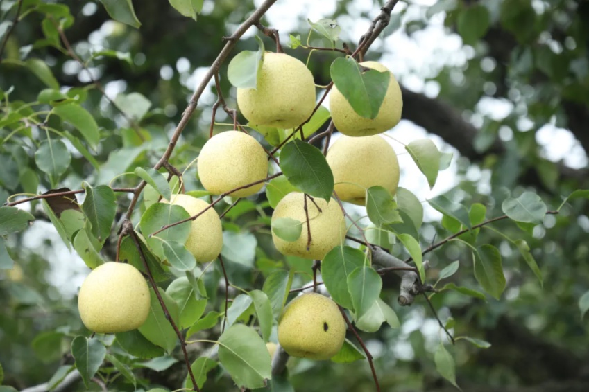 好品中国丨金秋“丰”景,与“梨”相约 好品中国丨金秋“丰”景,与“梨”相约