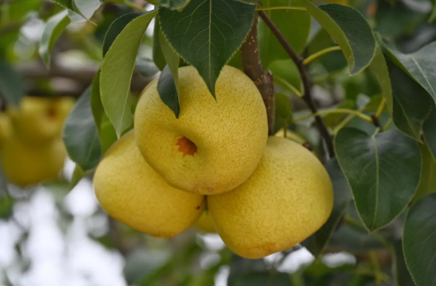 好品中国丨金秋“丰”景,与“梨”相约 好品中国丨金秋“丰”景,与“梨”相约