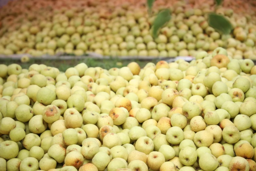 好品中国丨金秋“丰”景,与“梨”相约 好品中国丨金秋“丰”景,与“梨”相约