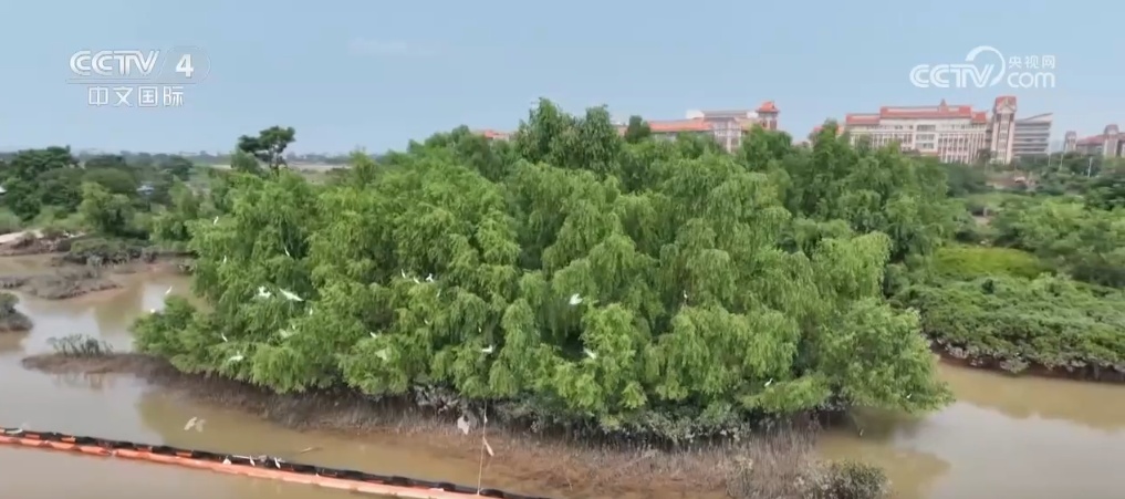 中国新地标 | 通江达海 平陆运河踏“绿”而行绘新景