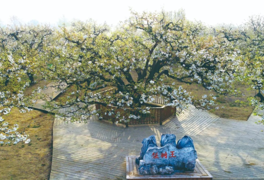 好品中国丨金秋“丰”景,与“梨”相约 好品中国丨金秋“丰”景,与“梨”相约