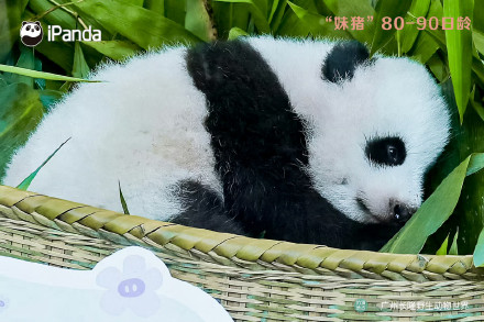可爱!九图看完妹猪成长全过程 可爱!九图看完妹猪成长全过程