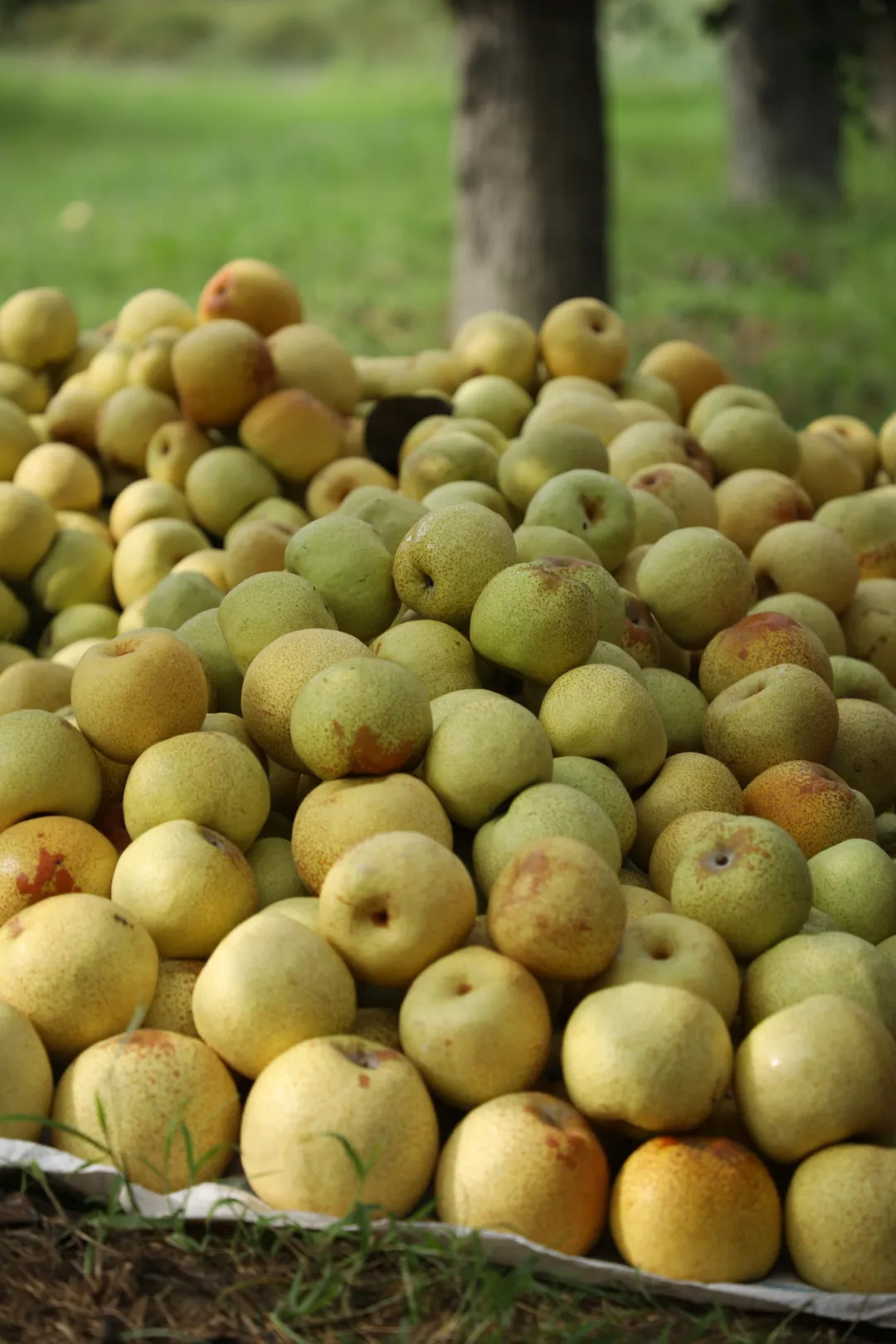 好品中国丨金秋“丰”景,与“梨”相约 好品中国丨金秋“丰”景,与“梨”相约