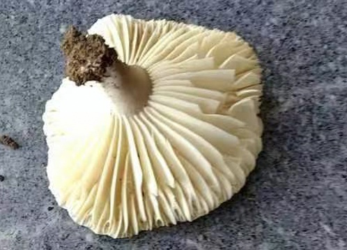 女子舍不得吃,全让老公吃了,结果差点把老公送走!医生:这东西再鲜也别碰 女子舍不得吃,全让老公吃了,结果差点把老公送走!医生:这东西再鲜也别碰