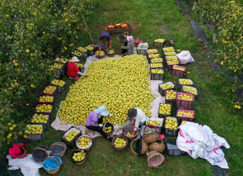 好品中国丨金秋“丰”景,与“梨”相约 好品中国丨金秋“丰”景,与“梨”相约