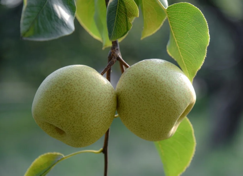 好品中国丨金秋“丰”景,与“梨”相约 好品中国丨金秋“丰”景,与“梨”相约